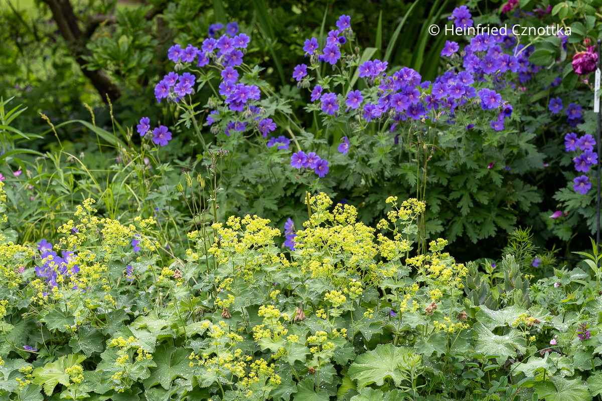 Violetter Storchschnabel und Frauenmantel (Alchemilla mollis) mit gelbgrünen Blüten
