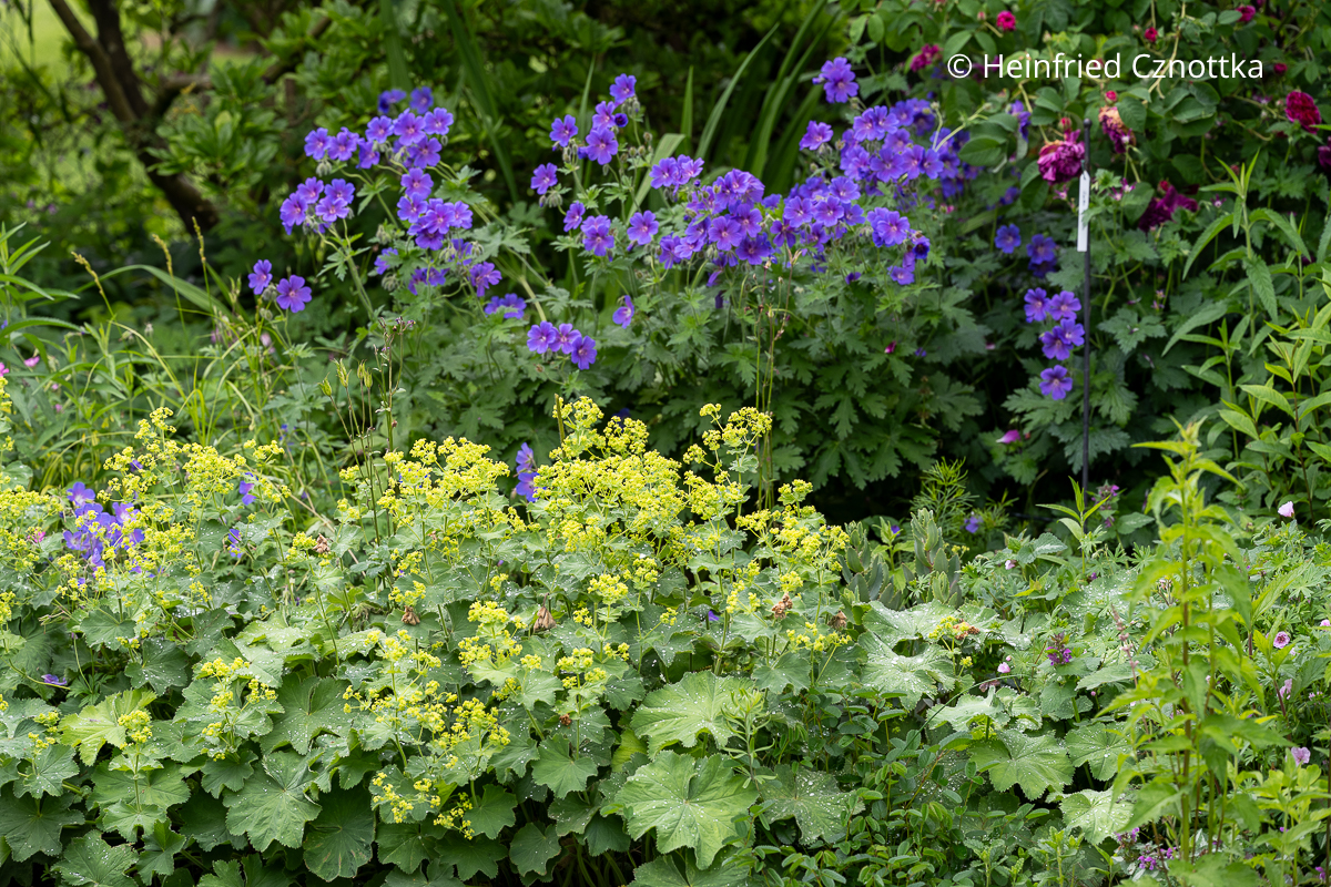 Violetter Storchschnabel und Frauenmantel (Alchemilla mollis) 