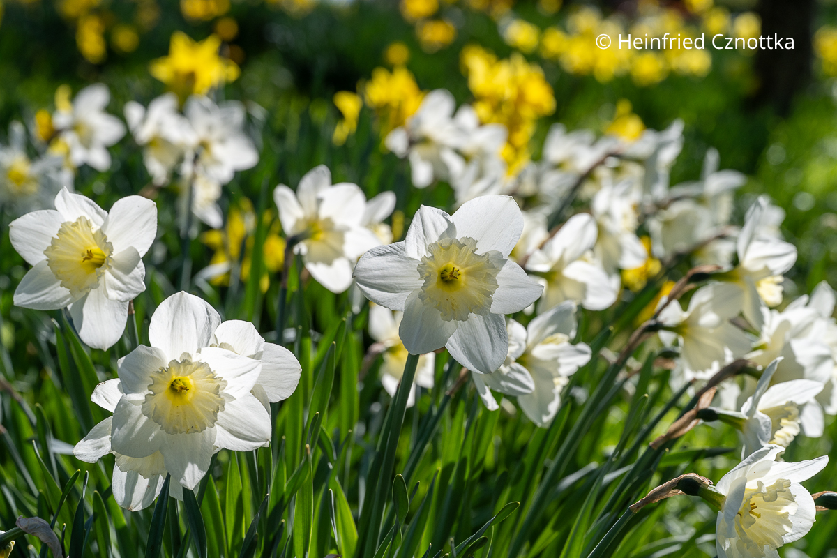 Farbe des Jahres 2026 "Cloud Dancer": mattweiße Narzissen mit blassgelber Mitte Farbe des Jahres 2026 "Cloud Dancer": mattweiße Narzissen mit blassgelber Mitte