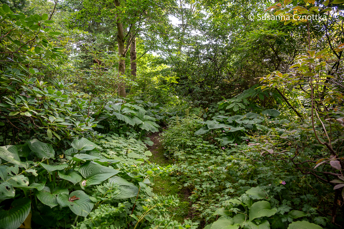 Weg im Waldgarten mit üppigen Schaublättern (Rodgersia) und Funkien