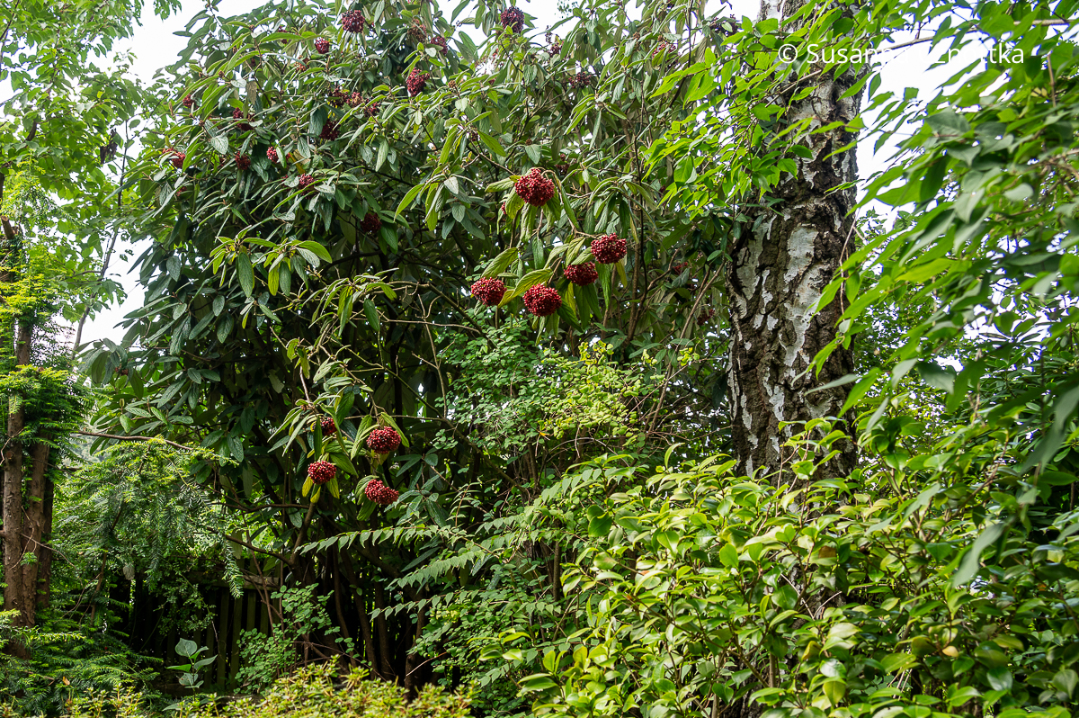 Leuchtend rote Früchte des Runzelblättrigen Schneeballs (Viburnum rhytidophyllum) neben einem weiß gemusterten Birkenstamm