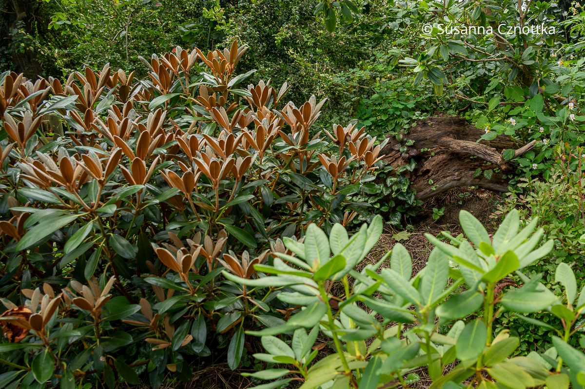 Verschiedene Rhododendron im Waldgarten