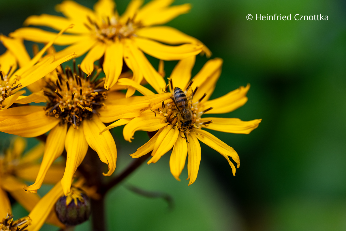 Gelbe Blüten des Goldkolbens (Ligularia) mit einer Biene Gelbe Blüten des Goldkolbens (Ligularia) mit einer Biene