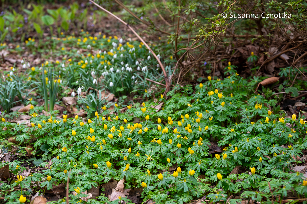 Winterlinge (Eranthis hyemalis) und Schneeglöckchen verwildern im Garten