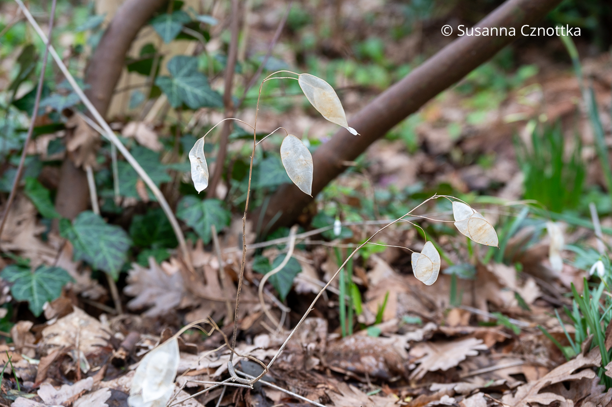 Samenstände eines Silberblattes (Lunaria)