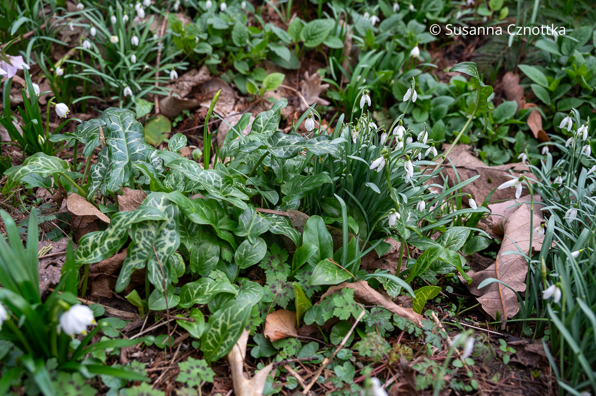 Hübsche Kombination: Aronstab (Arum italicum) und Schneeglöckchen (Galanthus)