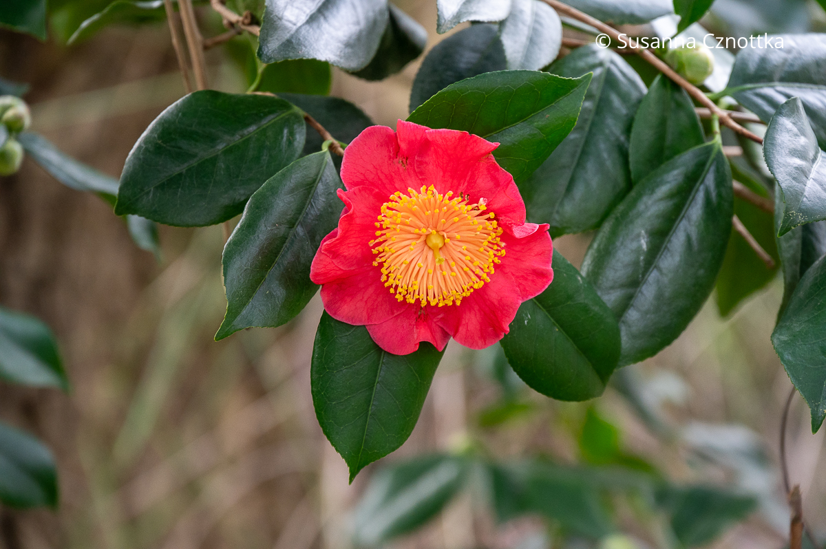 Blüten im Winter: leuchtend rote Kamelie (Camellia japonica) 'Asahi-no-mai'