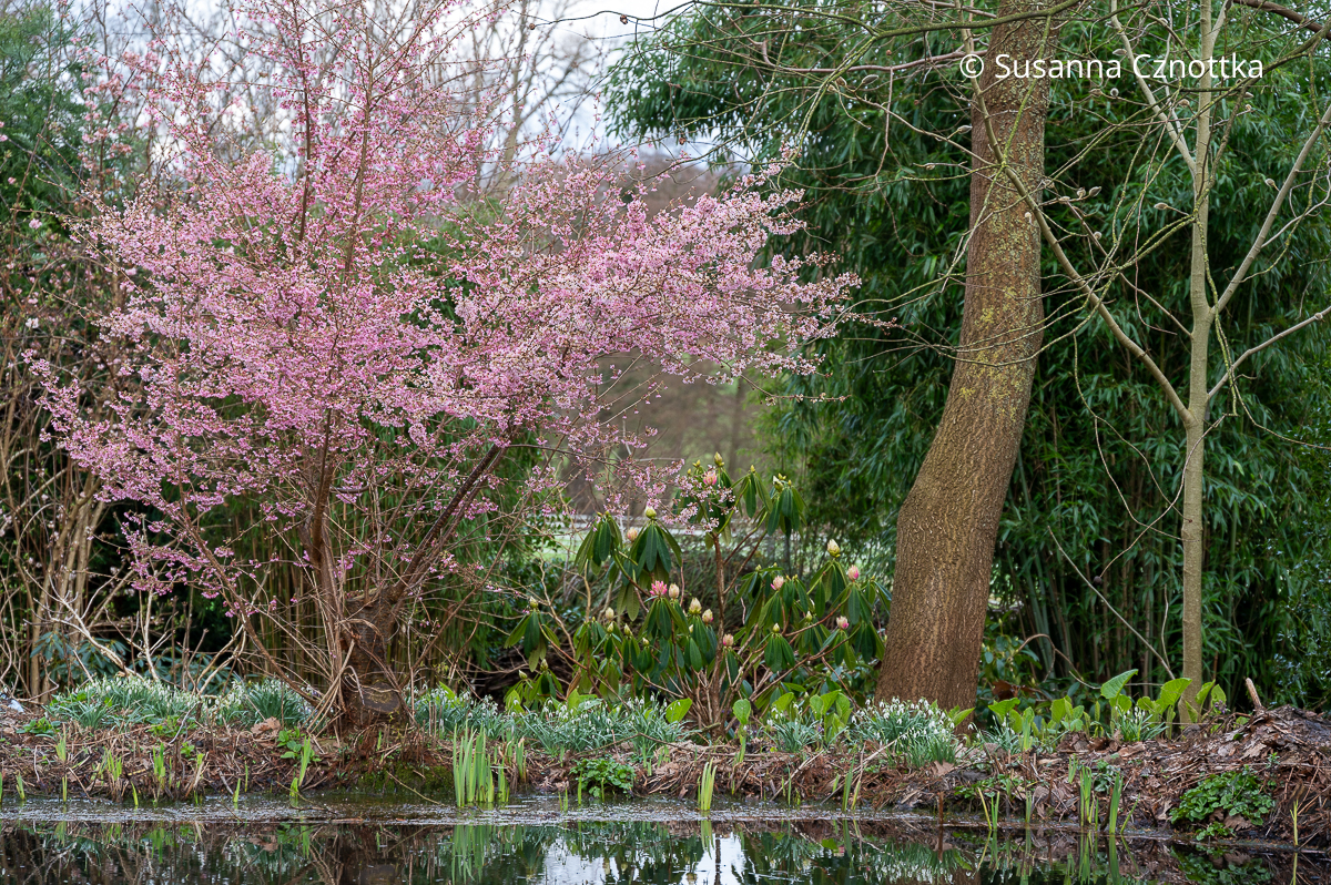 Zierkirsche (Prunus subhirtella) 'Okame' und Rhododendron calophytum, eine Wildform, am Teich