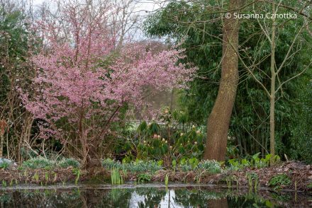 Eine rosa Zierkirsche (Prunus subhirtella) 'Okame' blüht an einem am Teich