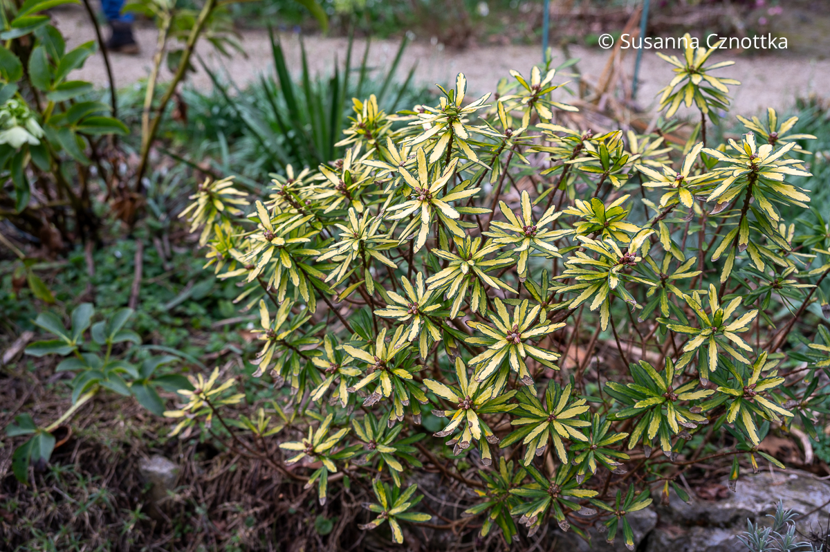 Seidelbast (Daphne x bourkwoodii) 'Golden Treasure' mit gelblichen Blättern mit dunkelgrünem Rand