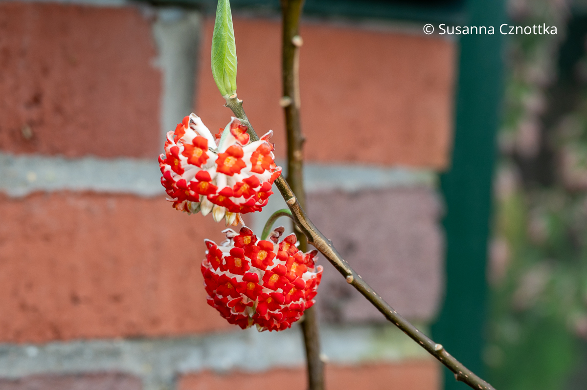 Japanischer Papierstrauch (Edgeworthia chrysantha) 'Red Dragon' mit roten Blüten