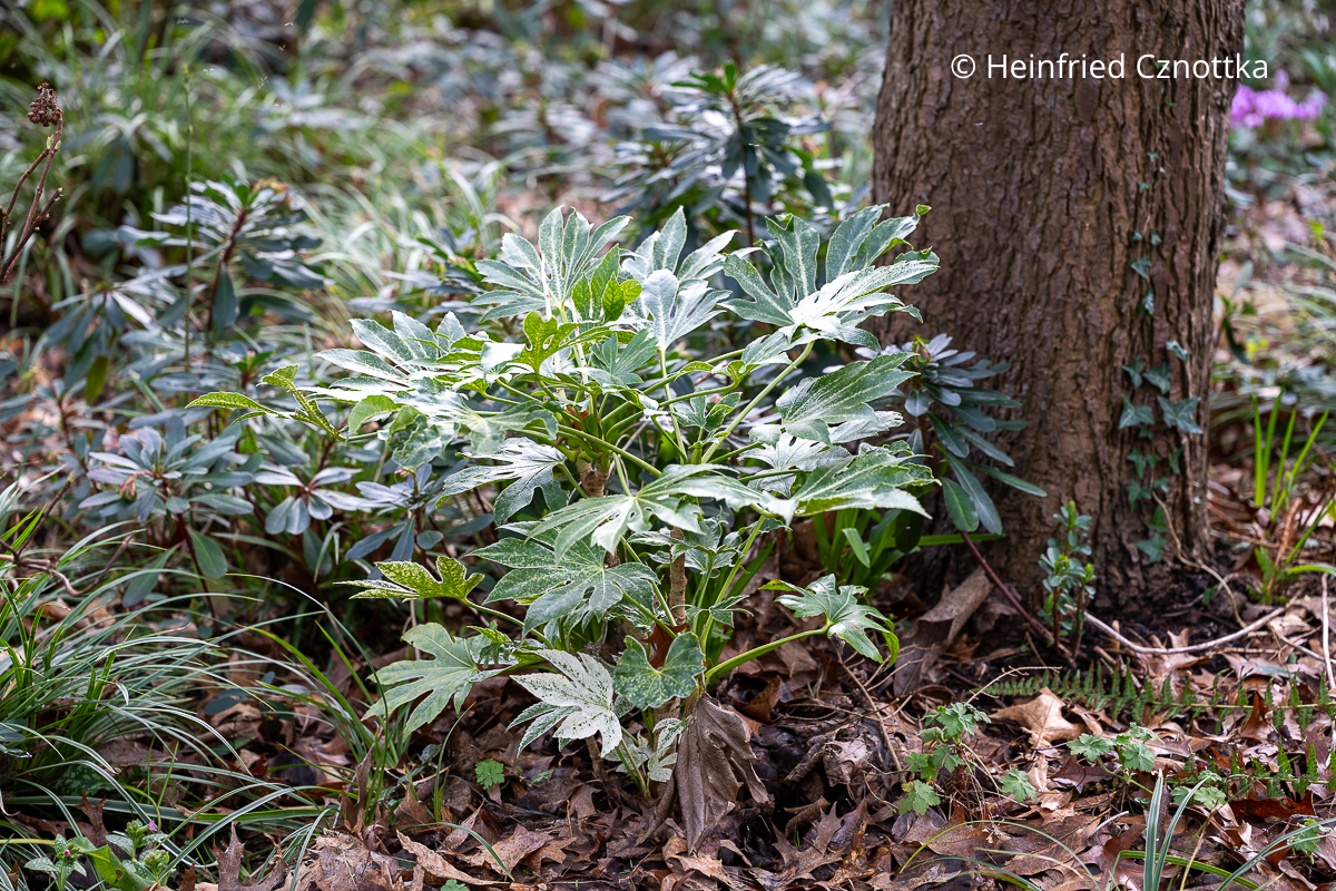 Immergrüne Blattschmuckpflanze: die Zimmeraralie (Fatsia japonica)