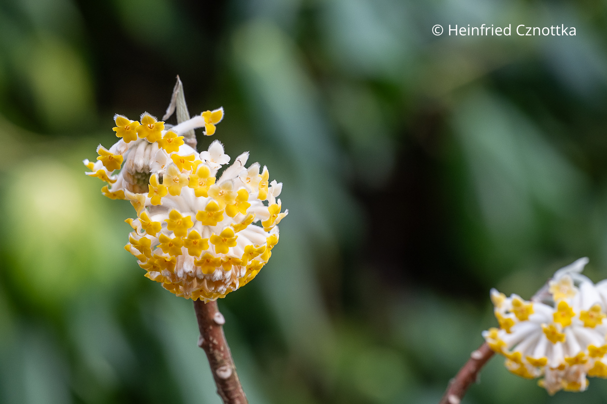 Japanischer Papierbusch (Edgeworthia chrysantha)