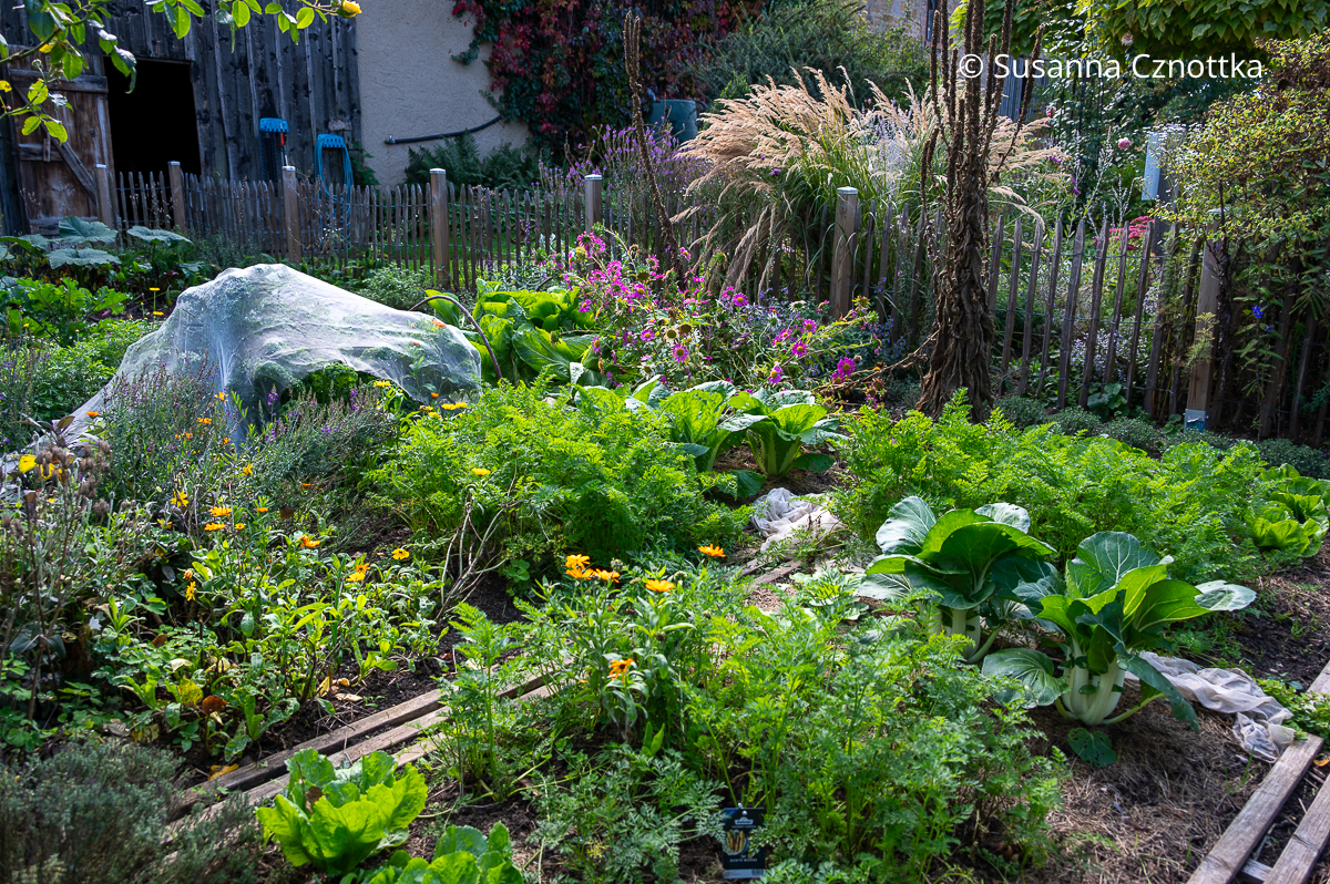 Blumen und Gemüse im Garten von Klaus Scheder Blumen und Gemüse im Garten von Klaus Scheder