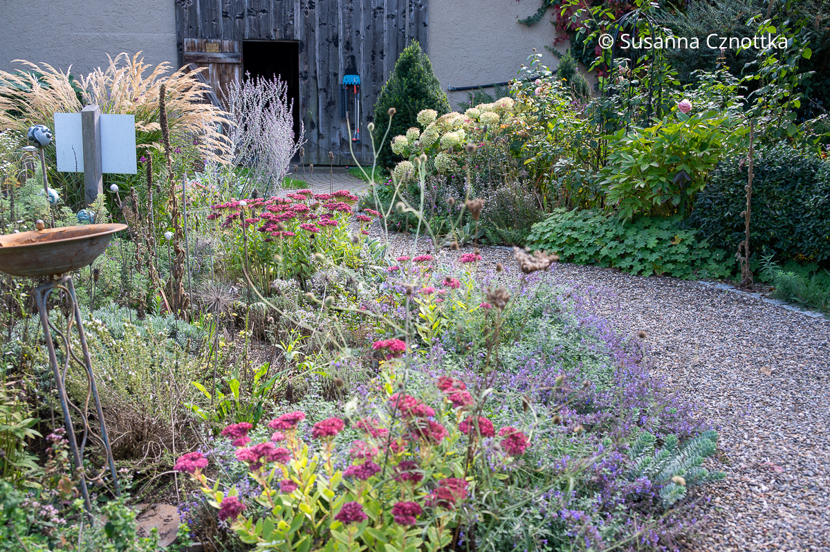 Blick auf ein Beet mit Katzenminze (Nepeta) und Hoher Fetthenne (Hylotelephium) an einem Kiesweg Blick auf ein Beet mit Katzenminze (Nepeta) und Hoher Fetthenne (Hylotelephium) an einem Kiesweg