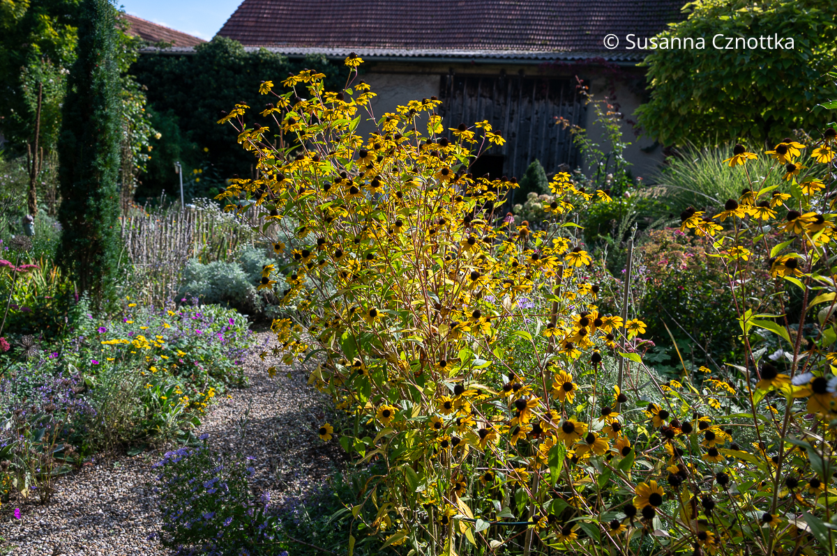 Leuchtende Blüten im Herbstbeet: Oktober-Sonnenhut (Rudbeckia triloba) Leuchtende Blüten im Herbstbeet: Oktober-Sonnenhut (Rudbeckia triloba)