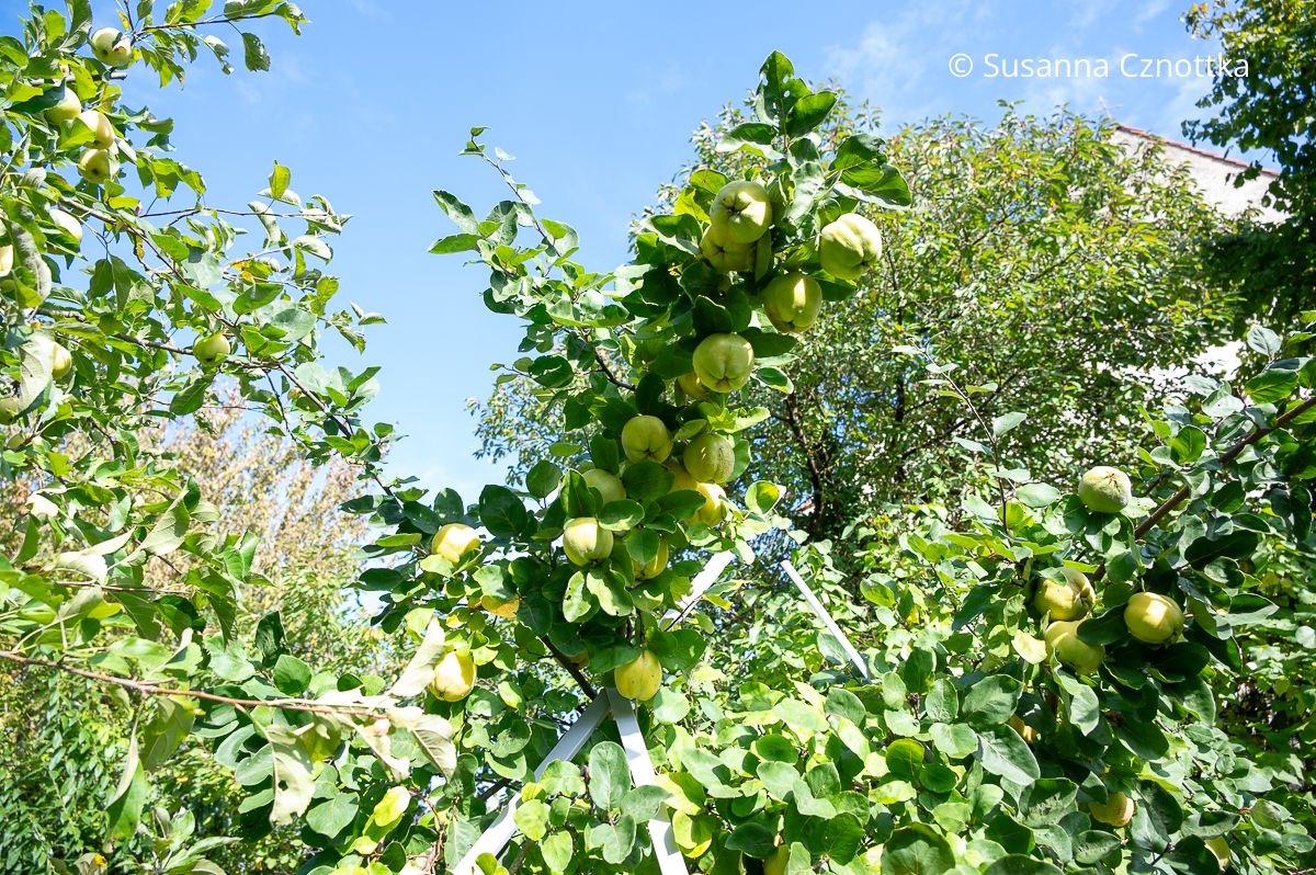Quitten am Baum Quitten am Baum
