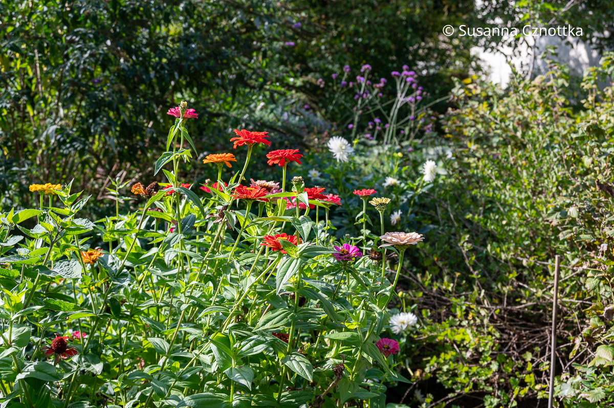 Sommerliche Blüten: Zinnien und Dahlien Sommerliche Blüten: Zinnien und Dahlien