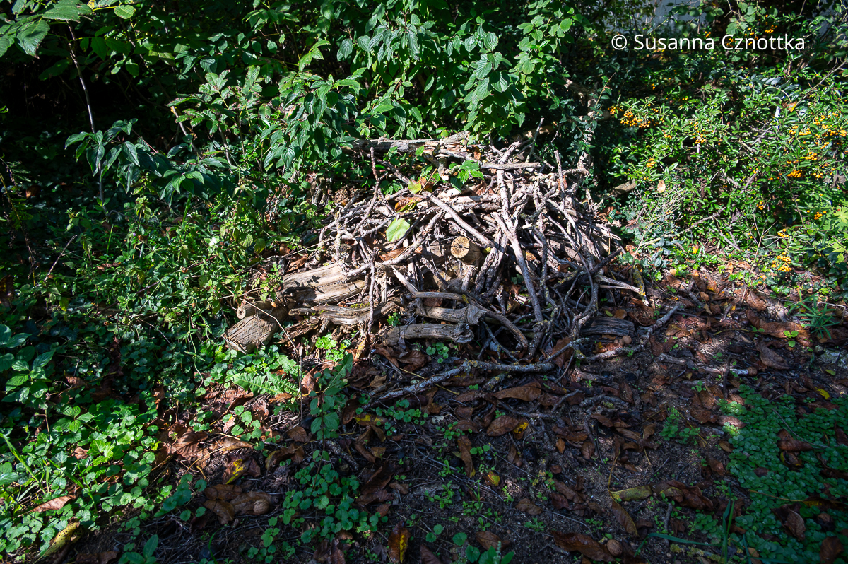 Ein Käferkeller ist ein naturnaher Lebensraum Ein Käferkeller ist ein naturnaher Lebensraum
