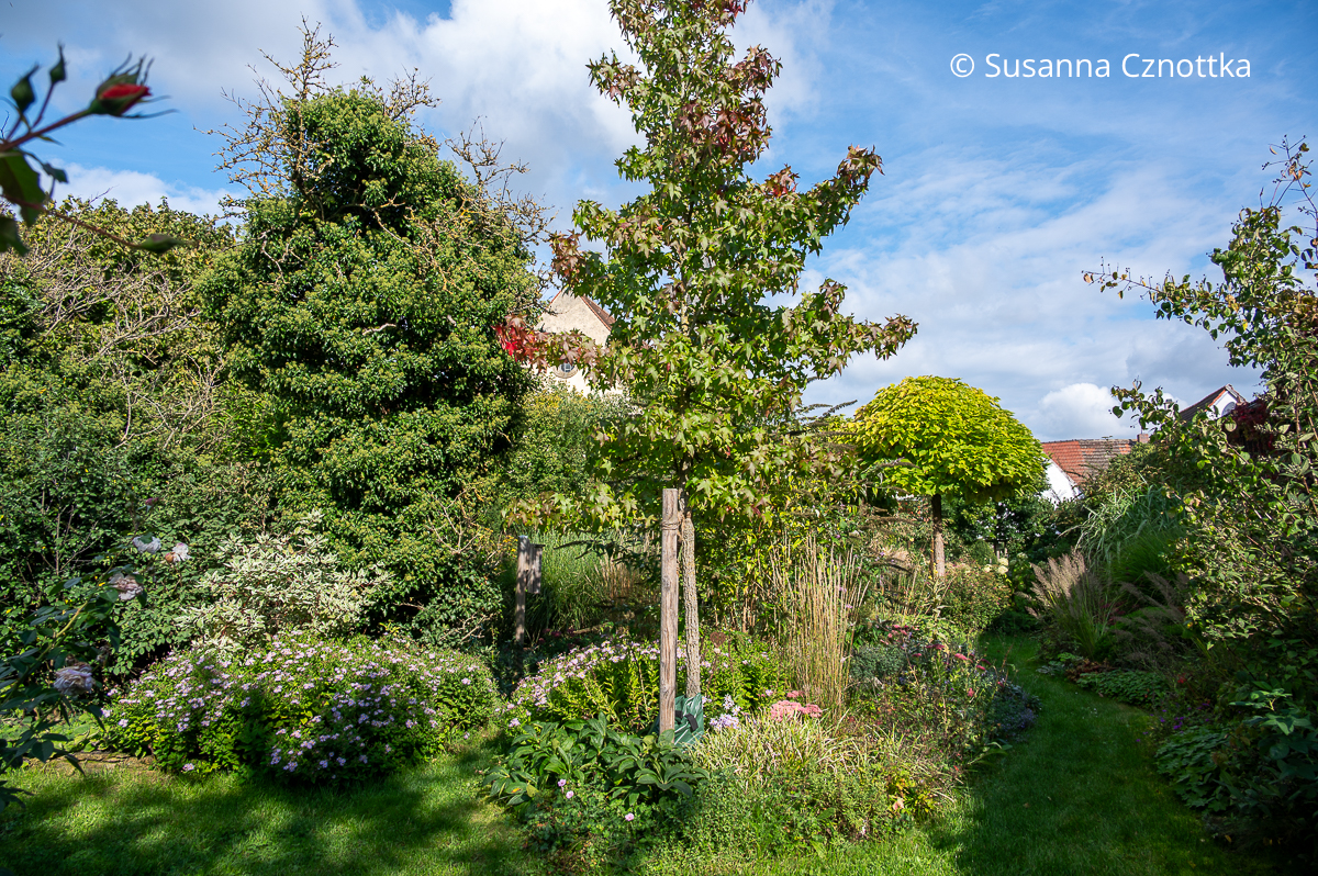 Ein Amberbaum (Liquidambar styraciflua) mit beginnender Herbstfärbung Ein Amberbaum (Liquidambar styraciflua) mit beginnender Herbstfärbung