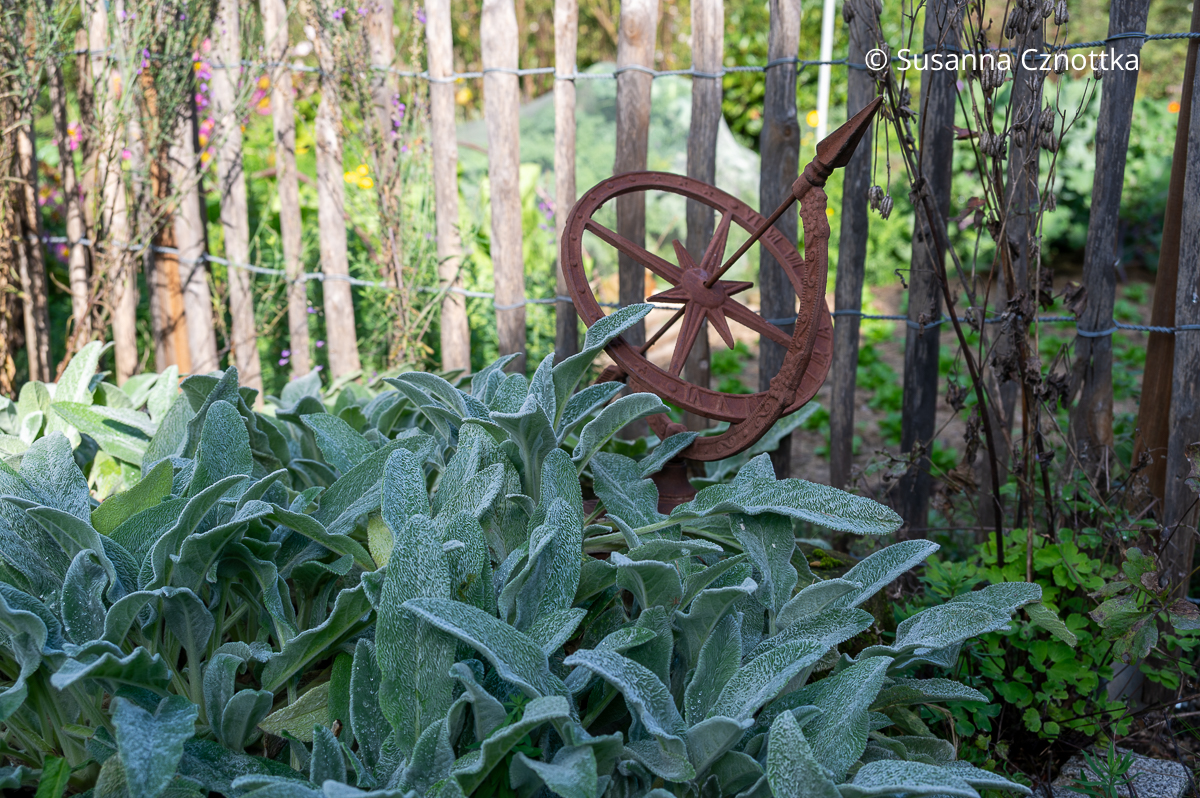 Gartendekoration: eine Sonnenuhr in Rostoptik neben Wollziest (Stachys byzantina) Gartendekoration: eine Sonnenuhr in Rostoptik neben Wollziest (Stachys byzantina)