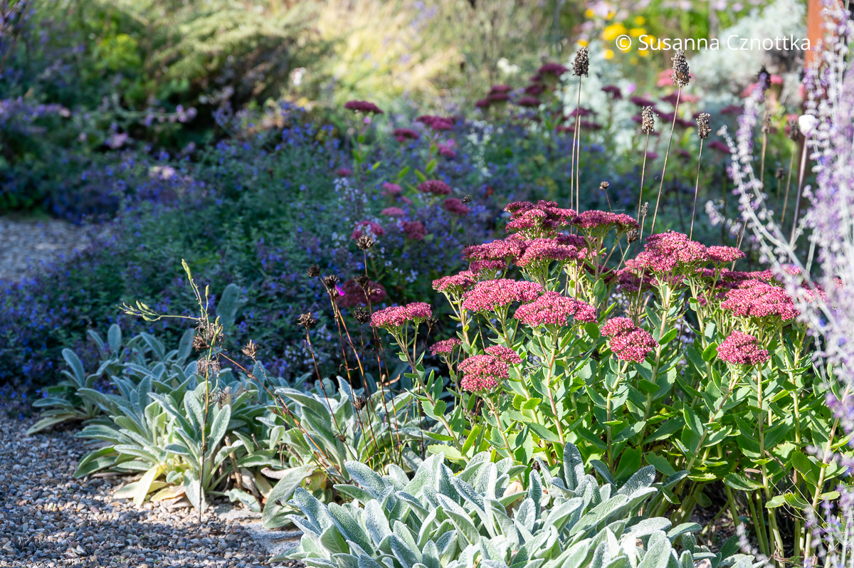 Wollziest (Stachys byzantina) und Hohe Fetthenne (Hylotelephium) wachsen in einen Kiesweg hinein. Wollziest (Stachys byzantina) und Hohe Fetthenne (Hylotelephium) wachsen in einen Kiesweg hinein.