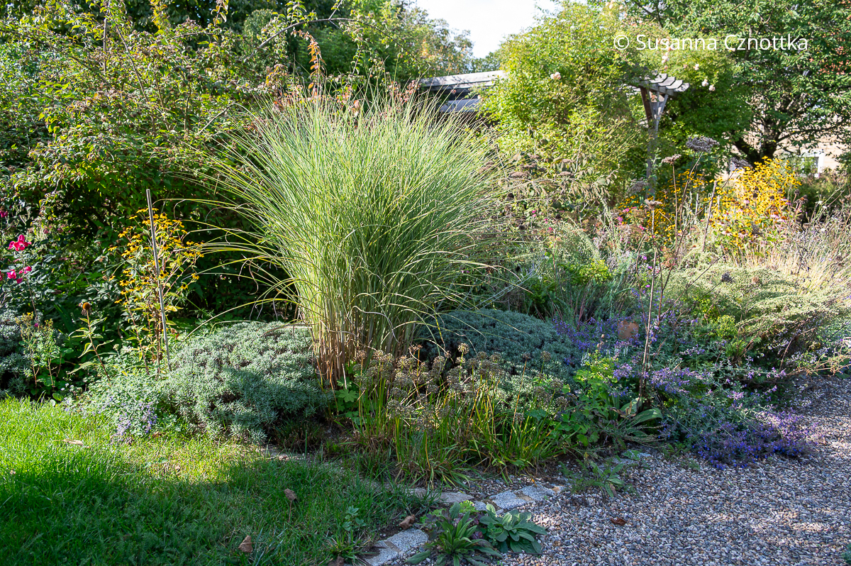 Beetkombination: Chinaschilf (Miscanthus sinensis), Lavendel und Sommer- oder Berglauch Beetkombination: Chinaschilf (Miscanthus sinensis), Lavendel und Sommer- oder Berglauch