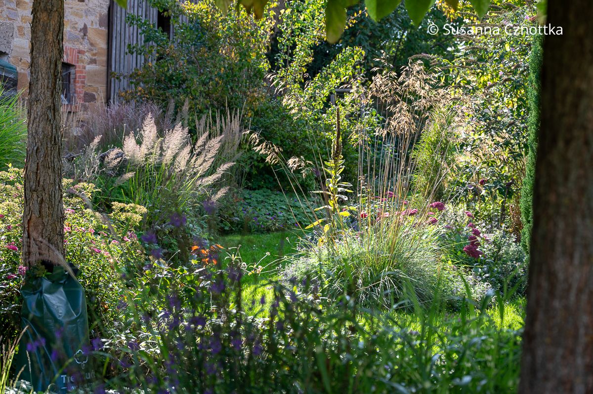 Herbstgarten: Diamantgras (Calamagrostis brachytricha) und das Riesen-Federgras (Stipa gigantea) im Gegenlicht