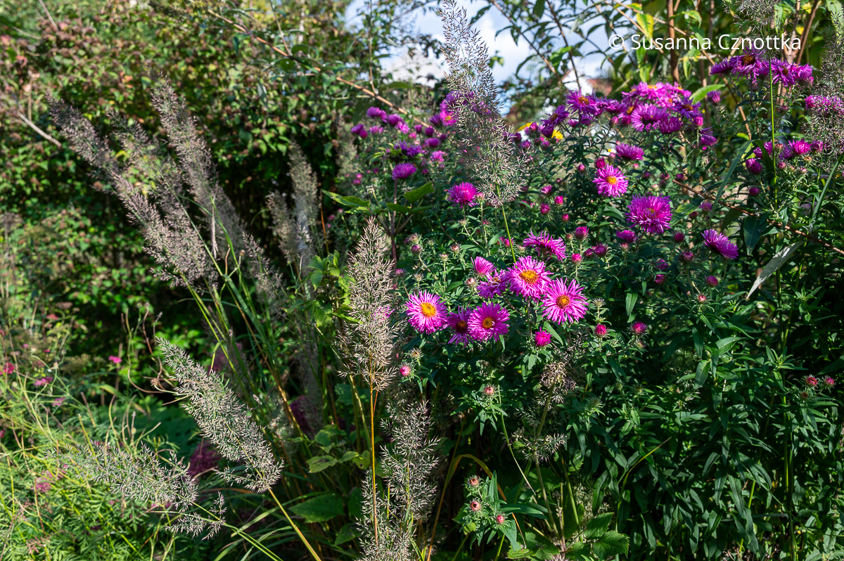Herbstbeet gestalten: Diamantgras (Calamagrostis brachytricha) und pinke Aster