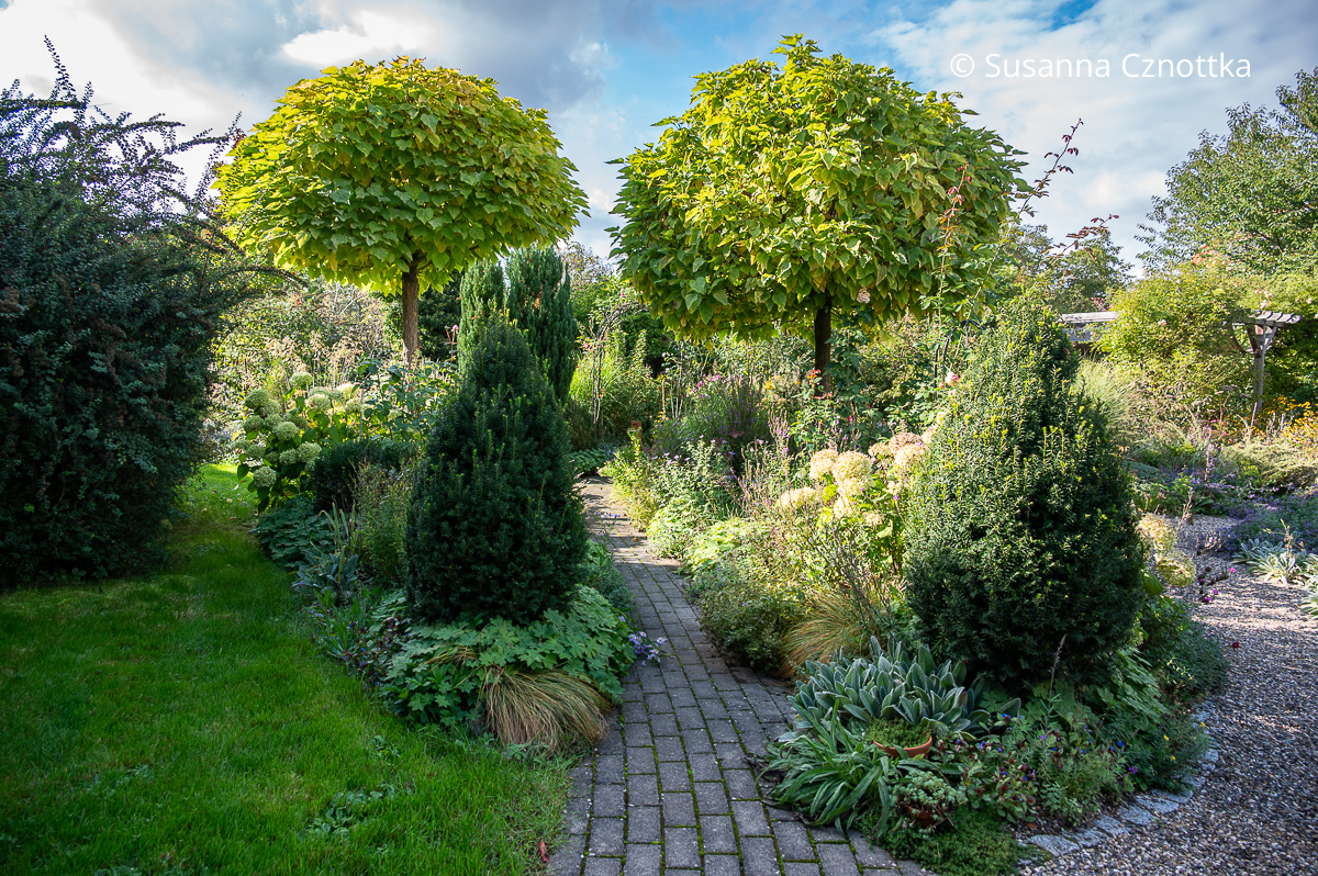 Zwei Kugel-Trompetenbäume (Catalpa bignonioides) 'Nana' strukturieren einen Gartenbereich Zwei Kugel-Trompetenbäume (Catalpa bignonioides) 'Nana' strukturieren einen Gartenbereich