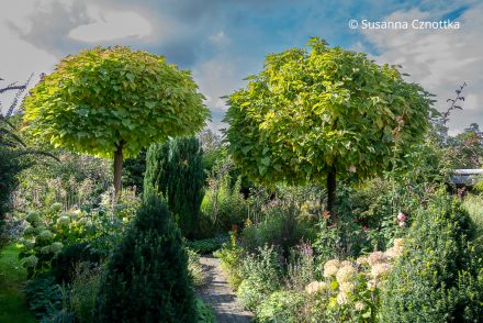 Gartengestaltung: zwei Kugel-Trompetenbäume (Catalpa bignonioides) 'Nana' im Garten von Klaus Scheder