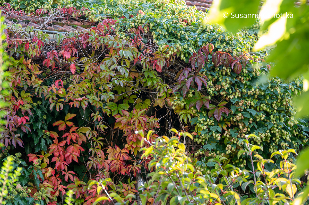 Herbstfärbung im Garten: Hopfen (Humulus lupulus) und Jungfernrebe (Parthenocissus quinquefolia) Herbstfärbung im Garten: Hopfen (Humulus lupulus) und Jungfernrebe (Parthenocissus quinquefolia)