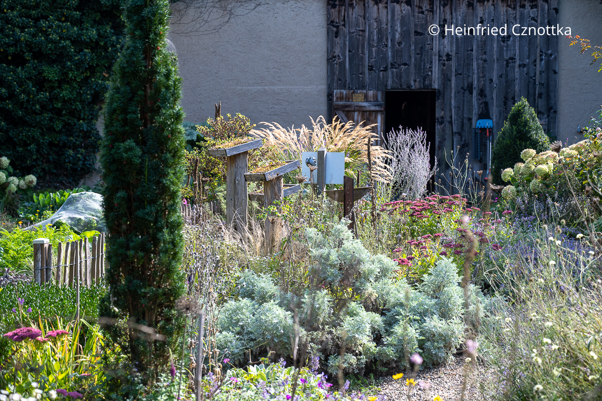 Sonnenliebende Stauden: Halbstrauchiger Wemut (Artemisia arborescens) 'Powis Castle', Hohe Fetthenne und Blauraute Sonnenliebende Stauden: Halbstrauchiger Wemut (Artemisia arborescens) 'Powis Castle', Hohe Fetthenne und Blauraute