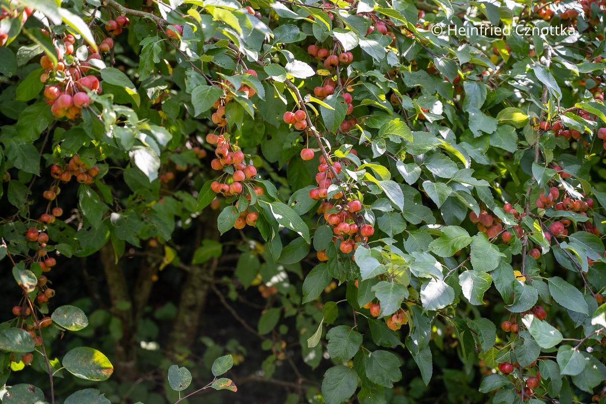 Zierapfel 'Red Sentinel': schmückende Früchte und Vogelnahrung zugleich Zierapfel 'Red Sentinel': schmückende Früchte und Vogelnahrung zugleich