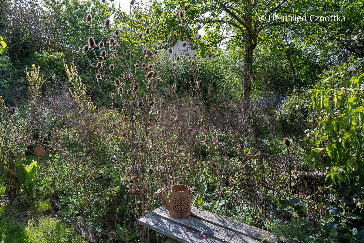 Nahrung für Vögel im Winter: Samen der Wilden Karde (Dipsacus fullonum) Nahrung für Vögel im Winter: Samen der Wilden Karde (Dipsacus fullonum)