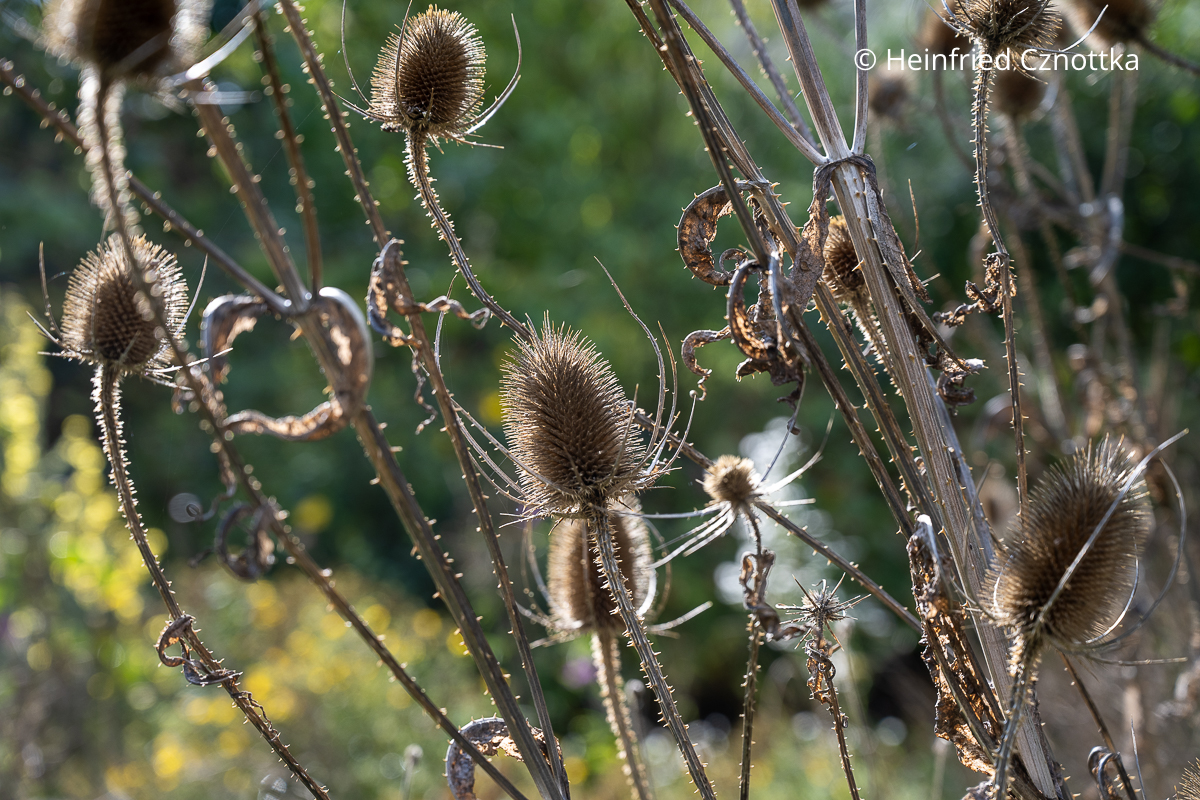 Hingucker im Wintergarten: Samenstände der Wilden Karde (Dipsacus fullonum) Hingucker im Wintergarten: Samenstände der Wilden Karde (Dipsacus fullonum)