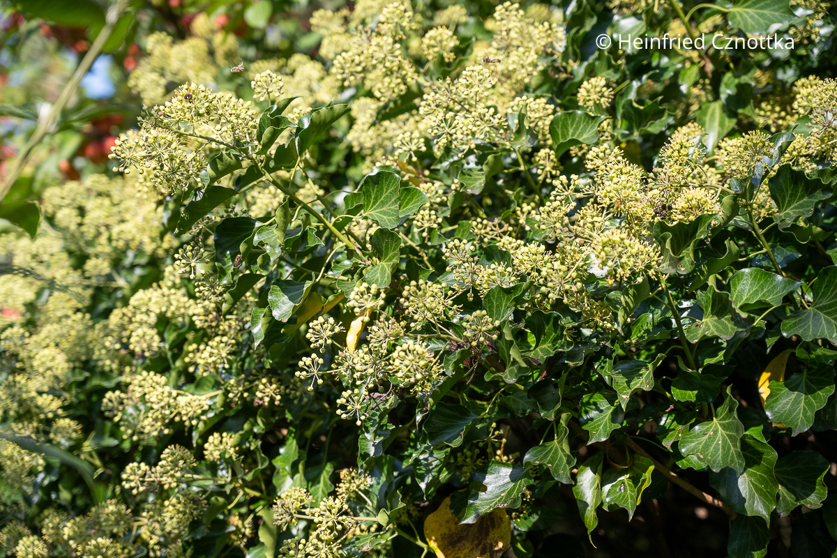 Blüten an der Altersform des Efeus (Hedera helix) Blüten an der Altersform des Efeus (Hedera helix)