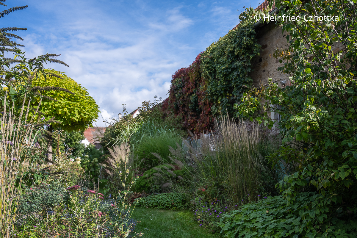 Verschiedene Gräser säumen einen Rasenweg Verschiedene Gräser säumen einen Rasenweg