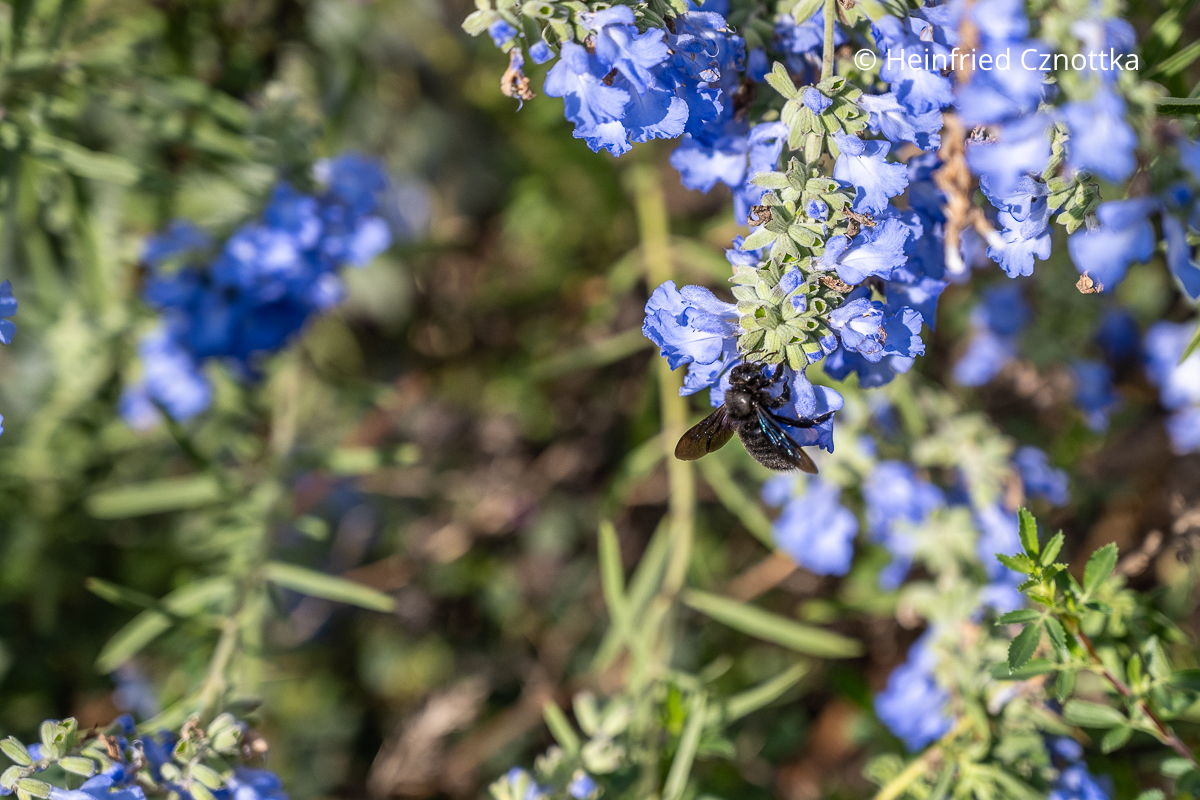 Schwarze Holzbiene am Salbei Schwarze Holzbiene am Salbei