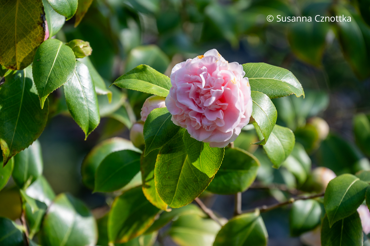 Kamelie (Camellia japonica) 'Debutante'