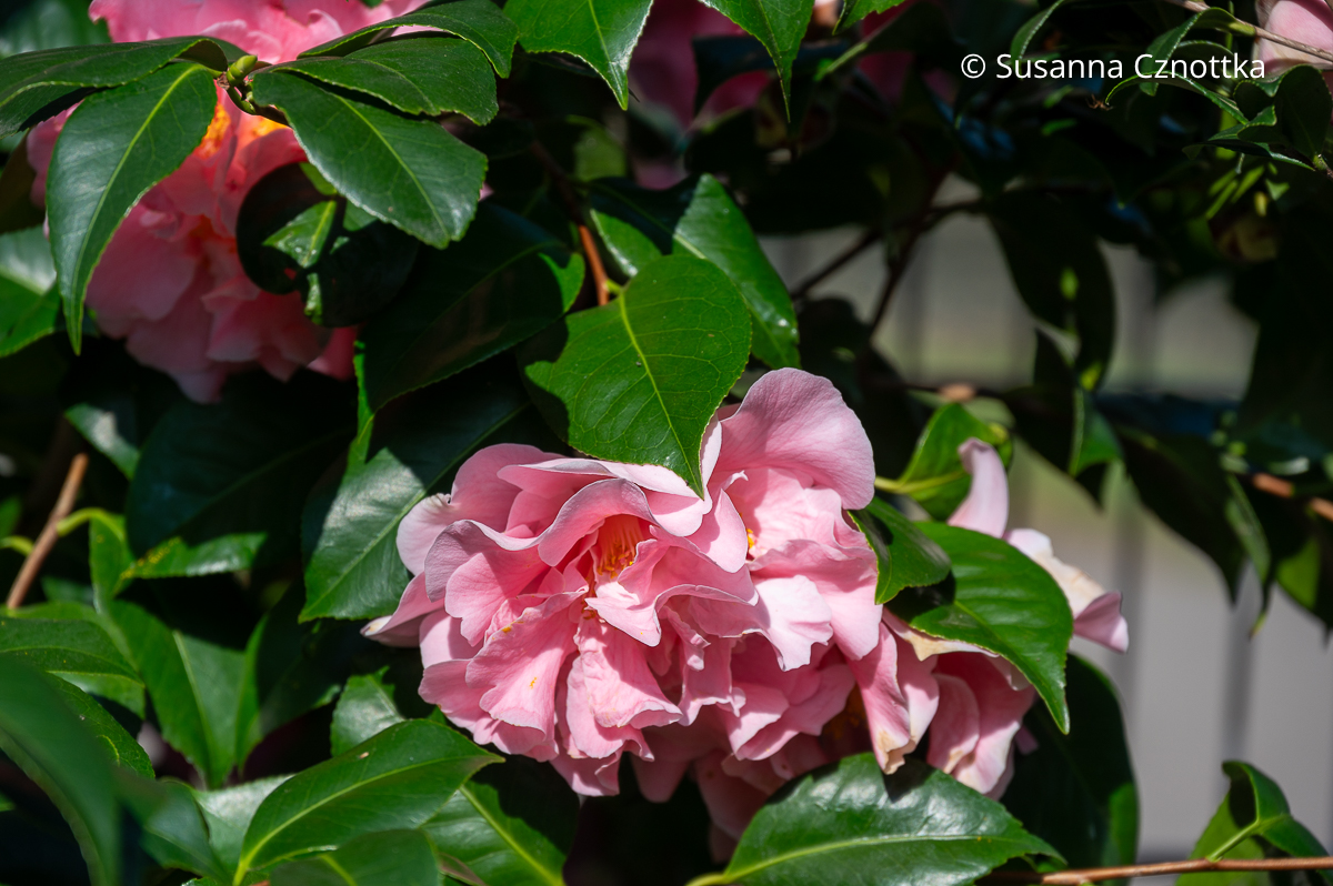 Kamelie (Camellia japonica) 'Tiffany'