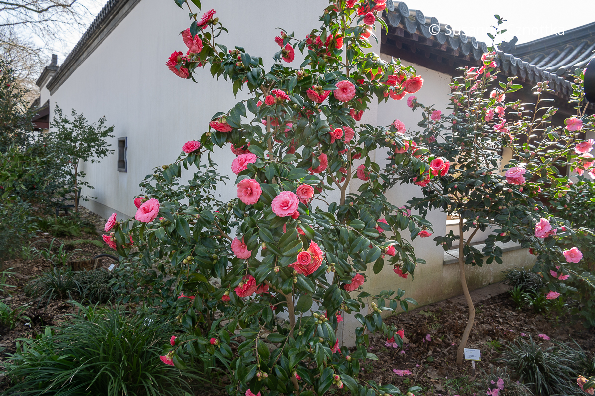 Kamelie (Camellia japonica) 'Il Tramonto'