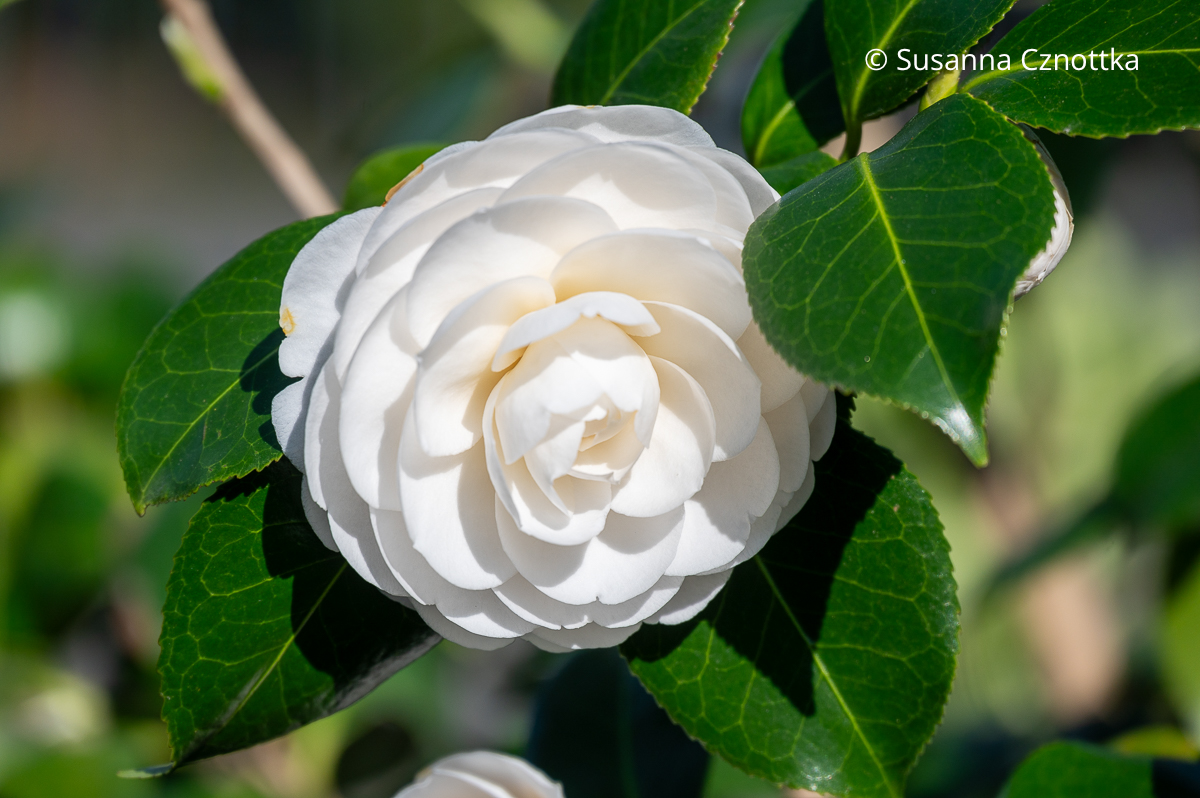 Kamelie (Camellia japonica) 'Paolina Maggi'