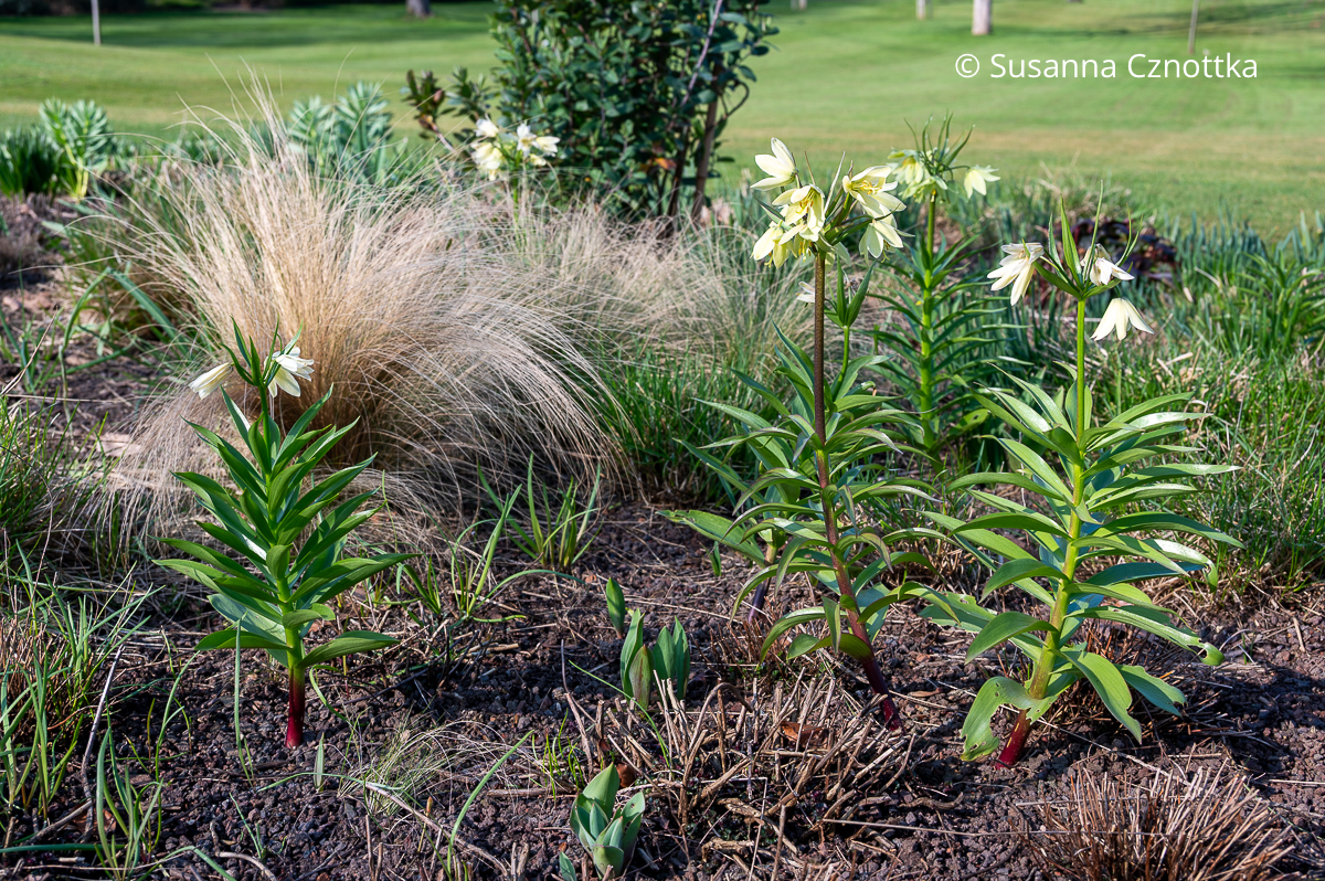 Beet im Frühling mit Zwerg-Kaiserkronen (Fritillaria raddeana) und Zartem Federgras (Nassella tenuissima) Beet im Frühling mit blassgelben Zwerg-Kaiserkronen (Fritillaria raddeana) und Zartem Federgras (Nassella tenuissima)