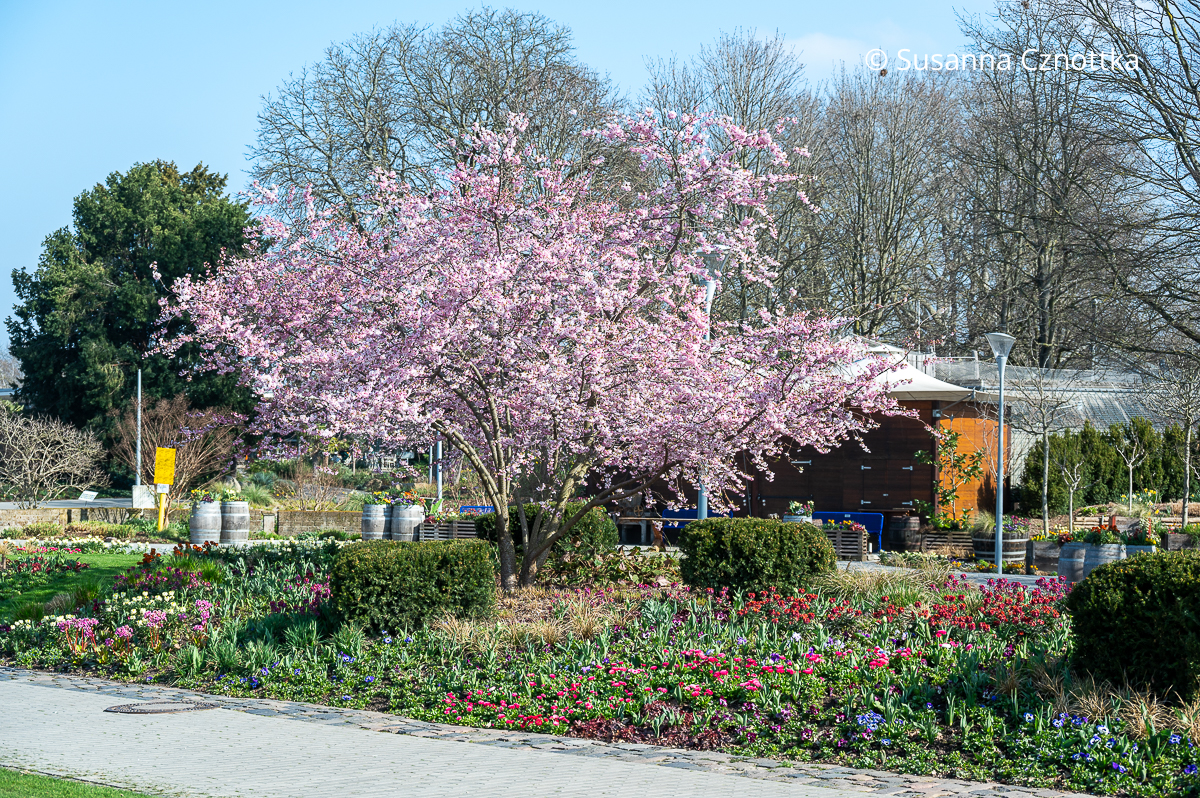 Frühlingsblüher im Luisenpark Mannheim: blühender Kirschbaum und Wechselflor