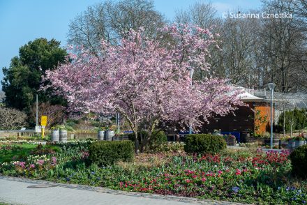 Ein rosa blühender Kirschbaum und Wechselflor im Luisenpark in Mannheim