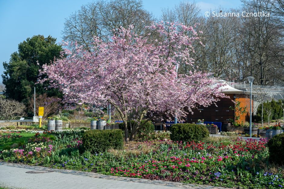 Ein rosa blühender Kirschbaum und Wechselflor im Luisenpark in Mannheim