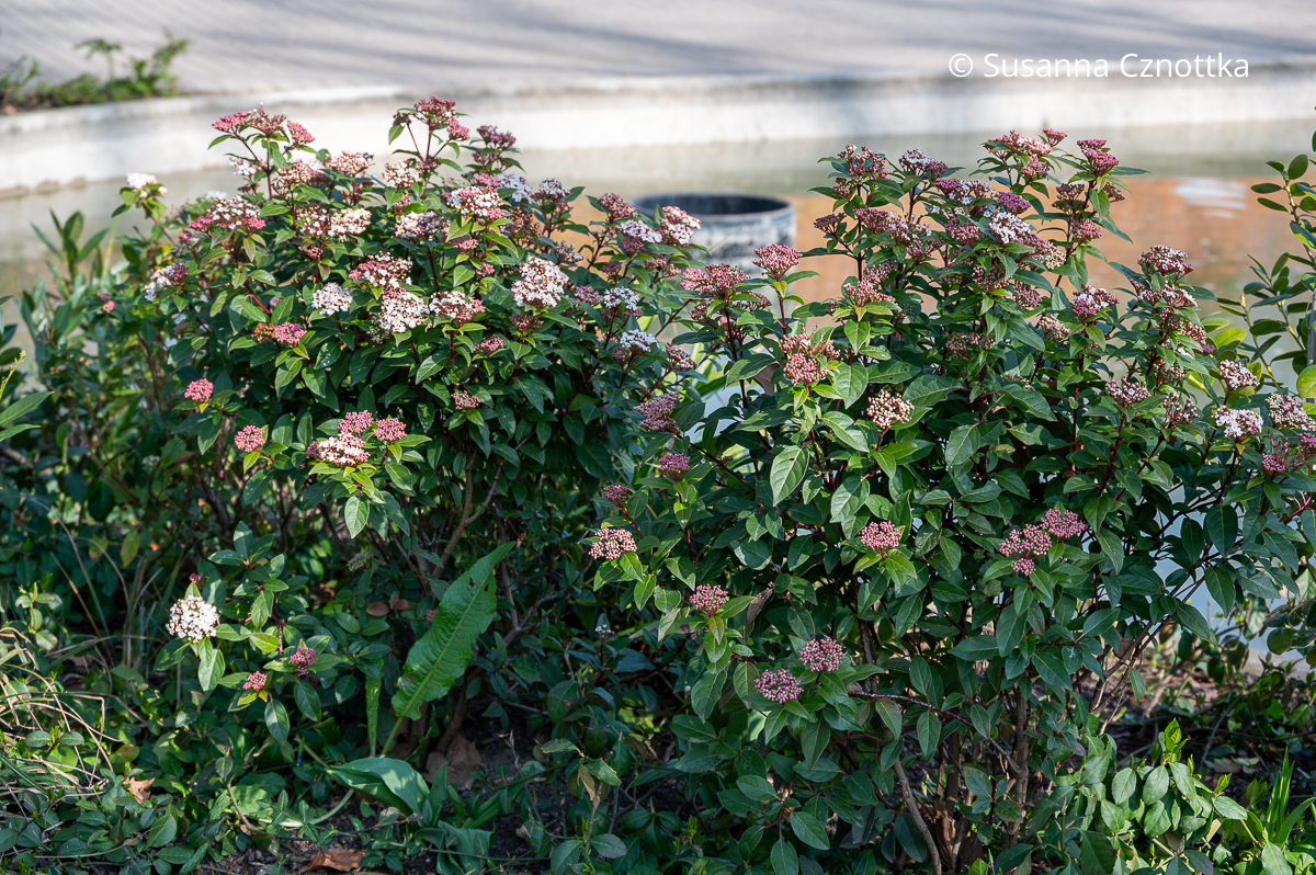 Mittelmeer-Schneeball (Viburnum tinus) Mittelmeer-Schneeball (Viburnum tinus) mit immergrünen Blättern und rosa Blüten