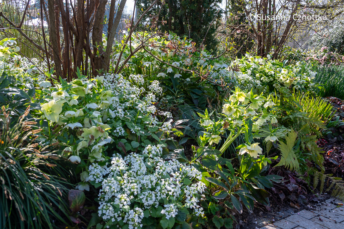 Weiße Lenzrosen und Großblättriges Scheinschaumkraut (Pachyphragma macrophyllum) im Luisenpark Mannheim