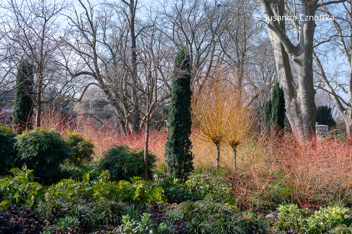 Kopfweiden (Salix alba) ‘Vitellina’ leuchten gelb im Wintergarten